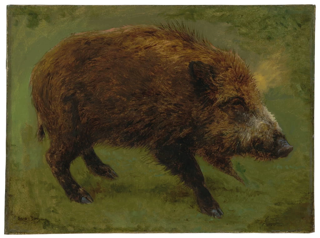 Il cinghiale